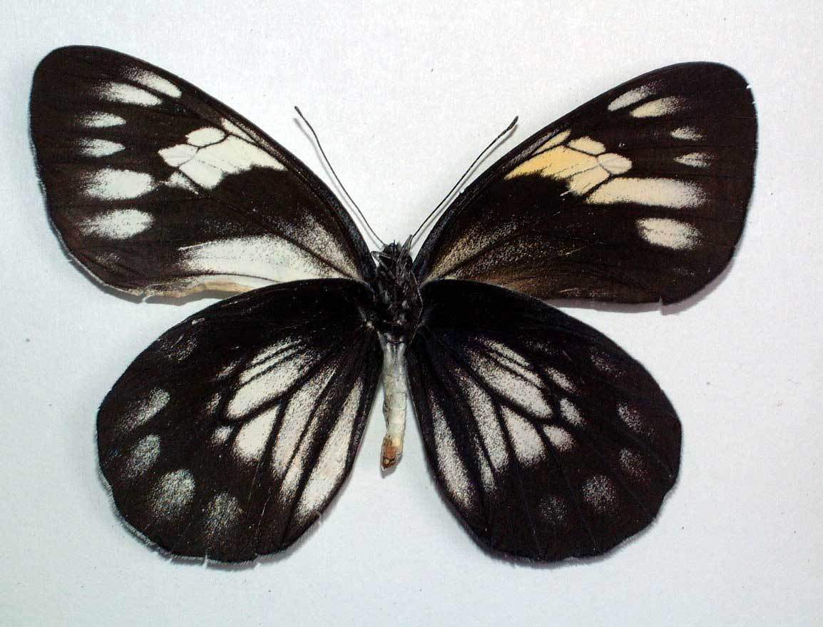 Delias diaphana sakagutti (bilateral gynandromorph, verso, ebay) (Internet Image property of respective owner, non-commercial use only)